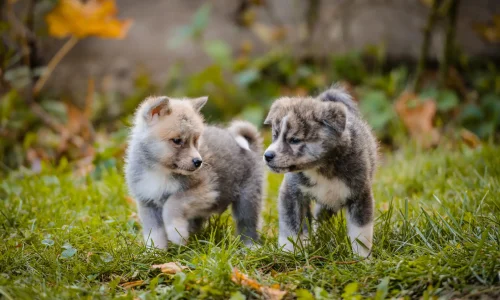 Zwei junge Akita Inu Welpen spielen auf einer herbstlichen Wiese und schauen sich aufmerksam an.