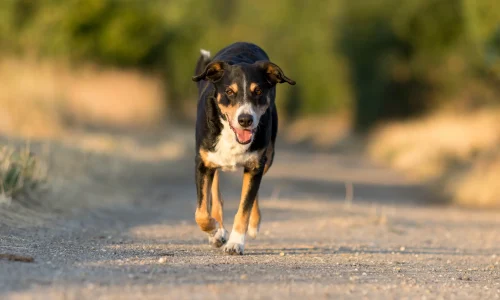 Steckbrief-Appenzeller-Sennenhund