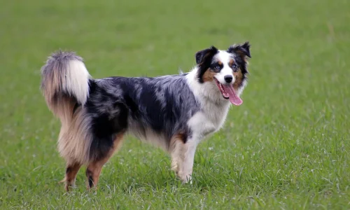 Steckbrief-Australian-Shepherd