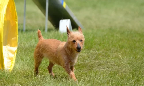 Steckbrief-Australian-Terrier Ein Australian Terrier mit rauem Fell läuft über eine Wiese auf einem Hundeplatz, im Hintergrund ist ein gelbes Agility-Hindernis zu sehen.