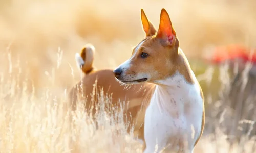 Basenji mit aufgerichteten Ohren steht aufmerksam im goldenen Gras und blickt zur Seite.