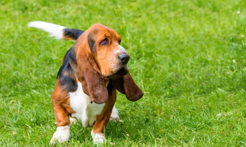 Ein Basset Hound mit langen Schlappohren steht aufmerksam auf einer Wiese und blickt seitlich aus dem Bild heraus.
