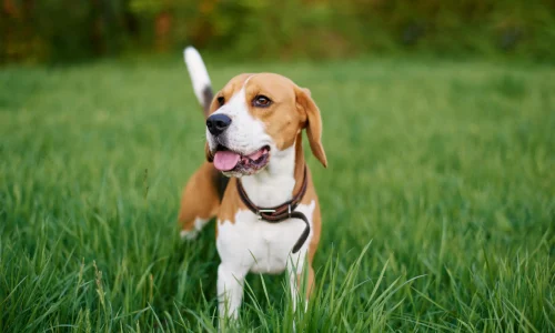 Steckbrief-Beagle