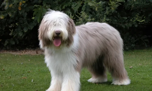 Ein stehender Bearded Collie mit langem, zotteligem Fell auf einer Wiese – die Zunge hängt locker aus dem Maul.