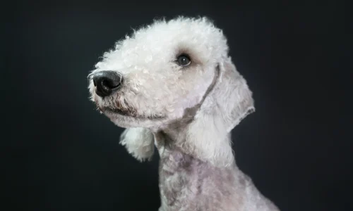 Steckbrief-Bedlington-Terrier Nahaufnahme eines weißen Bedlington Terriers vor dunklem Hintergrund – typische Schafskopf-Form und lockiges Fell gut erkennbar.