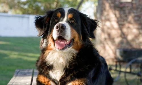 Steckbrief-Berner-Sennenhund Ein Berner Sennenhund sitzt entspannt auf einer Holzbank im Garten und blickt freundlich mit offenem Maul in die Kamera.