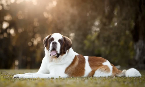 Ein Bernhardiner liegt ruhig auf einer Wiese im goldenen Licht des Spätnachmittags und schaut aufmerksam nach vorne.