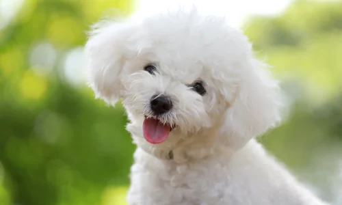 Steckbrief-Bichon-Frisé