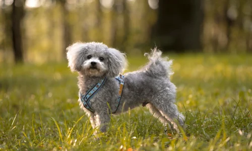 Steckbrief-Bolonka-Zwetna Bolonka Zwetna mit lockigem, hellgrauem Fell steht mit Geschirr auf einer sonnigen Waldwiese und blickt direkt in die Kamera