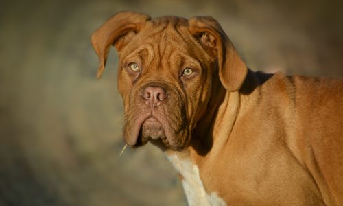 Bordeauxdogge mit rotbraunem Fell und markanten Gesichtsfalten blickt direkt in die Kamera, kräftiger Körper im Halbprofil