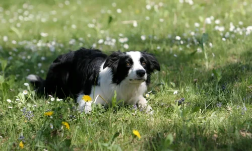 Border Collie mit schwarz-weißem Fell liegt in Lauerstellung auf einer Wiese mit Frühlingsblumen und blickt konzentriert nach vorn