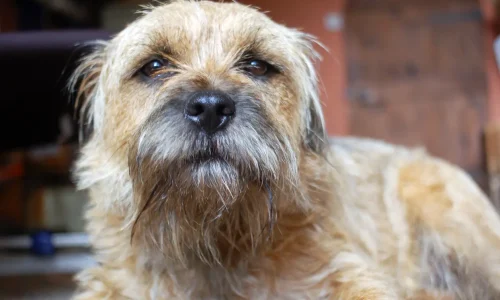 Steckbrief-Border-Terrier