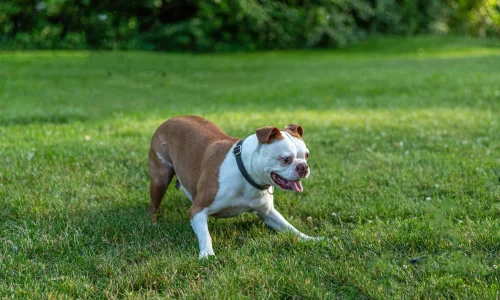 Steckbrief-Boston-Terrier