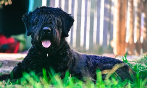 Schwarzer Bouvier des Flandres liegt im Gras und blickt mit heraushängender Zunge nach vorn, im Hintergrund ein Holzzaun