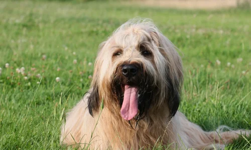 Steckbrief-Briard