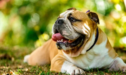 Steckbrief-Bulldogge