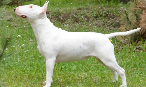 Weißer Bullterrier steht auf einer grünen Wiese und blickt konzentriert nach links, Körper im Seitenprofil sichtbar