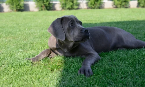 Grauer Cane Corso Welpe liegt entspannt auf einer grünen Wiese und blickt aufmerksam zur Seite – kräftiger, junger Molosser