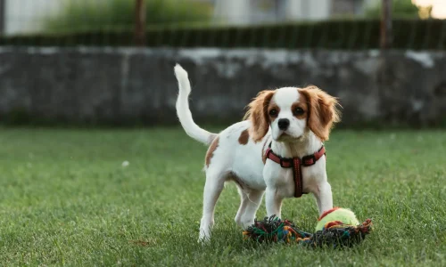 Steckbrief-Cavalier-King-Charles-Spaniel