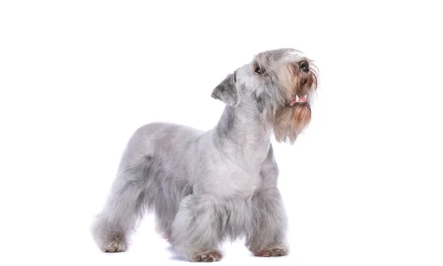 Cesky Terrier mit hellem, seidigem Fell steht in Seitenansicht vor weißem Hintergrund und blickt mit geöffnetem Maul nach oben