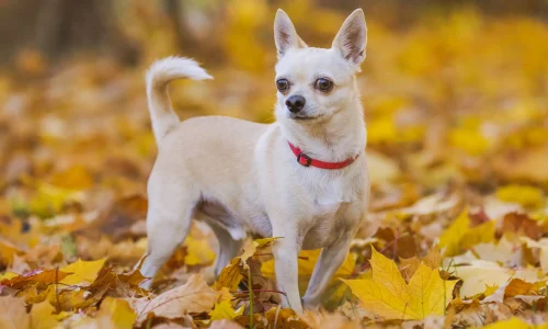 Steckbrief-Chihuahua