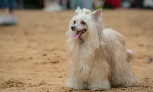 Langhaariger Chinesischer Schopfhund vom Typ Powderpuff sitzt mit offenem Maul und langer Zunge auf sandigem Untergrund