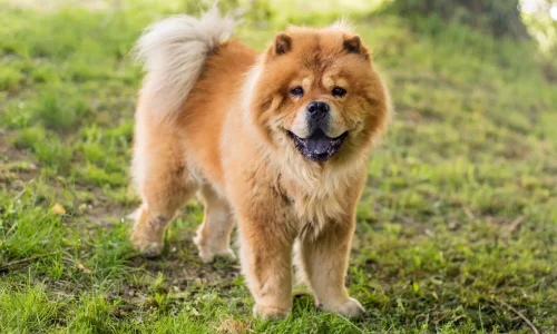 Steckbrief-Chow-Chow