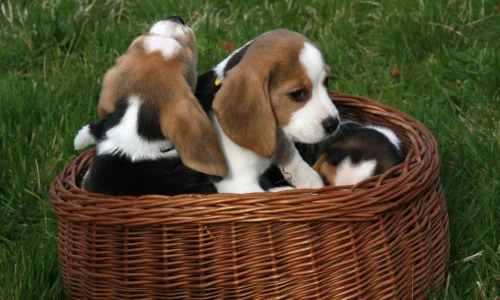 Steckbrief-Deutsche-Bracke Drei Deutsche-Bracke-Welpen sitzen gemeinsam in einem braunen Weidenkorb auf einer Wiese