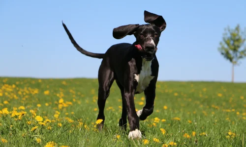 Steckbrief-Deutsche-Dogge Junge Deutsche Dogge läuft über blühende Frühlingswiese mit wehendem Ohr