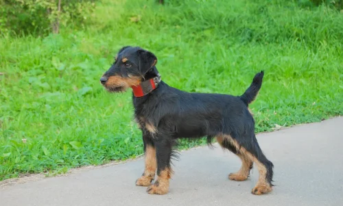 Steckbrief-Deutscher-Jagdterrier Deutscher Jagdterrier mit rotem Halsband steht aufmerksam auf Asphaltweg