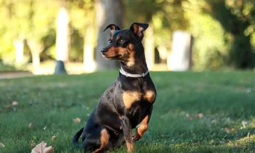 Steckbrief-Deutscher-Pinscher Deutscher Pinscher mit aufrechter Haltung im Park, aufmerksam nach links blickend
