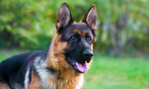 Deutscher Schäferhund mit gespitzten Ohren und wachem Blick auf einer Wiese