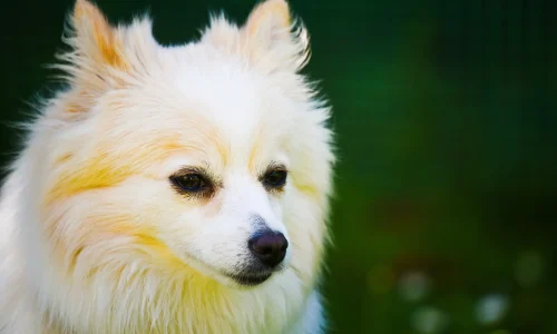 Steckbrief-Deutscher-Spitz Nahaufnahme eines Deutschen Spitzes mit cremeweißem Fell vor dunklem Hintergrund