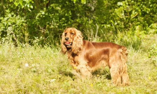 Steckbrief-English-Cocker-Spaniel