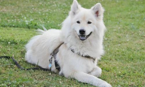Weißer Eurasier mit Brustgeschirr liegt entspannt auf einer Wiese und blickt freundlich in die Kamera