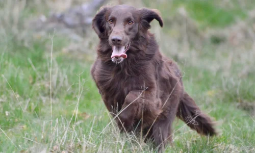 Steckbrief-Flat-coated-Retriever
