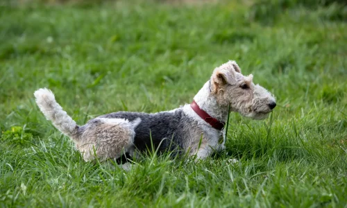 Foxterrier mit rotem Halsband liegt aufmerksam im hohen Gras und zeigt typische Vorstehhaltung