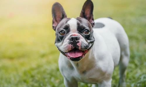 Steckbrief-Franzoesische-Bulldogge