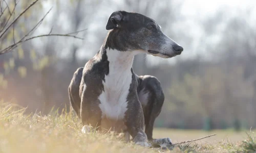 Steckbrief-Galgo-Español