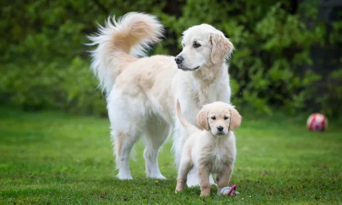 Steckbrief-Golden-Retriever