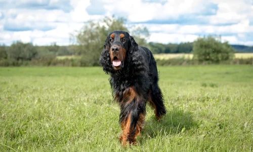 Steckbrief-Gordon-Setter