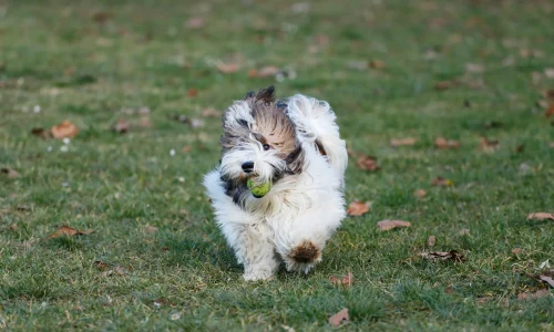 Steckbrief-Havaneser Havaneser rennt mit grünem Ball im Maul über eine Wiese, das lange Fell weht im Wind