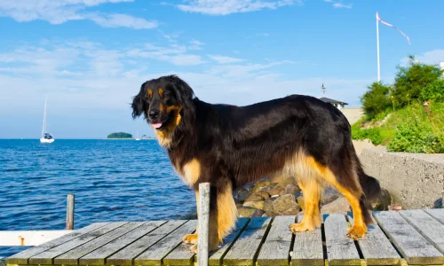 Hovawart steht auf einem Steg am Wasser mit Blick in die Kamera