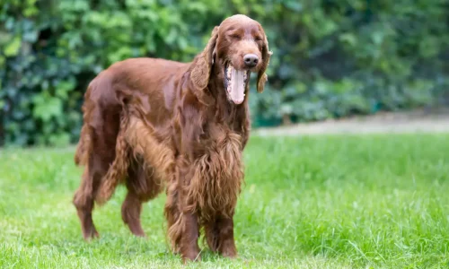 Steckbrief-Irish-Setter