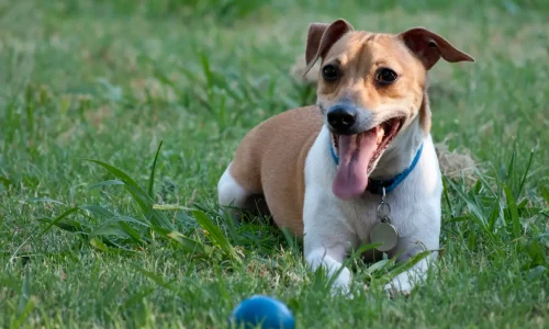 Steckbrief-Jack-Russell-Terrier Jack Russell Terrier liegt im Gras mit heraushängender Zunge und blauem Halsband