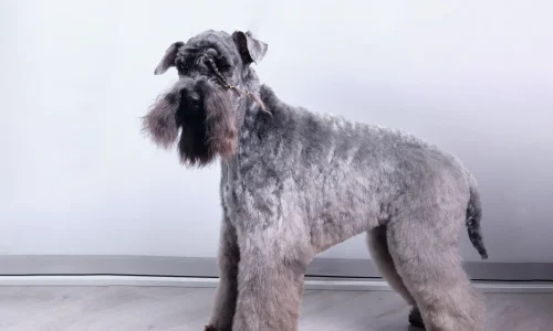 Steckbrief-Kerry-Blue-Terrier