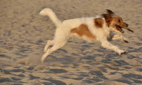 Kromfohrländer Hund springt mit Stock im Maul über den Sand