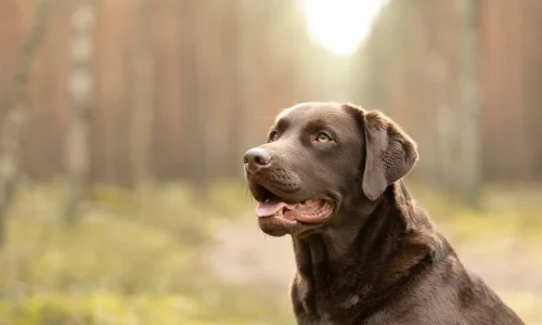 Brauner Labrador Retriever mit offenem Maul im Wald