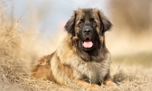 Steckbrief Leonberger Leonberger Hund liegt entspannt im Feld und blickt in die Kamera