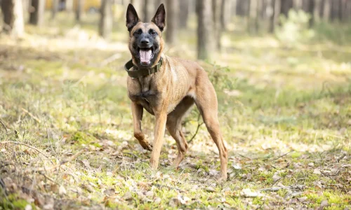 Steckbrief Malinois Belgischer Malinois steht aufmerksam im Wald mit offenem Maul